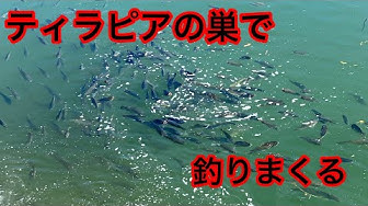 ティラピア Youtube