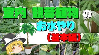 鉢植えの観葉植物限定お水やりのお話