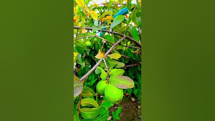 sahar me barudo ka samay hai lekin gaaw me?#viral #trending #village #comedy #tree #trees #youtube
