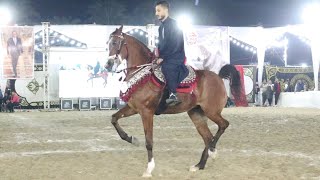 وعد الزواوي و مصطفى كرم سرحان مهرجان البحيرة لأدب الخيول العربية ٢٠٢٣