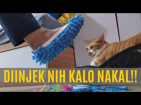 Video: Mainan Kucing Kaus Kaki