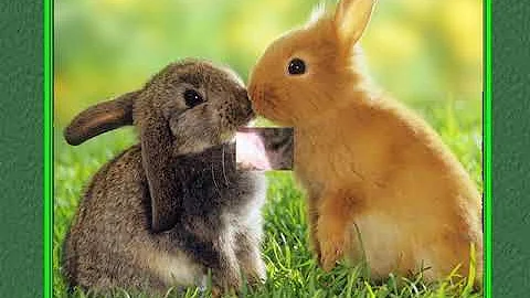 Quali animali si baciano?