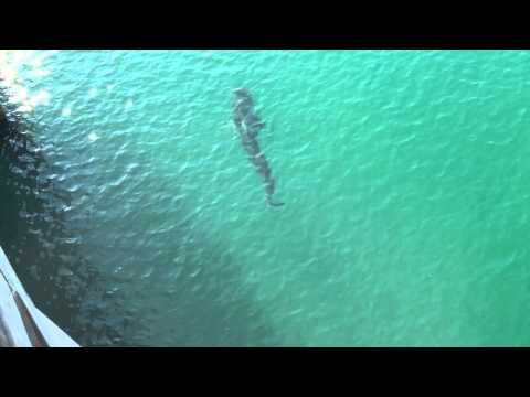 Sharky's Pier Venice Fl 10 ft Tiger Shark video taken June 21, 2015