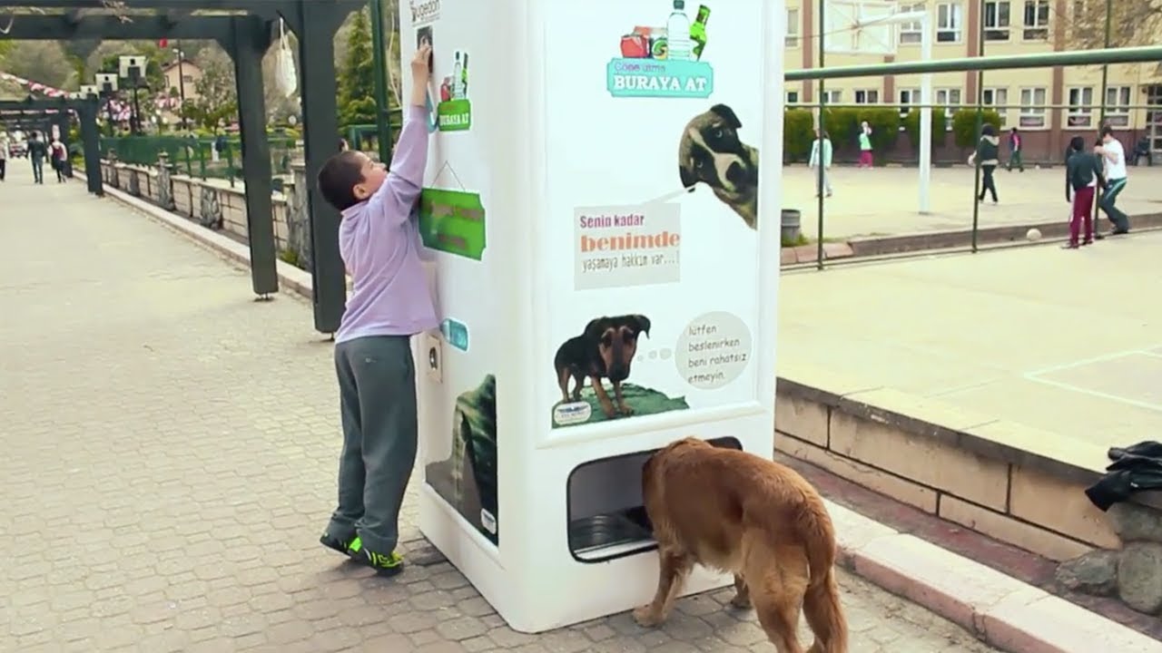 Recyclez vos bouteilles plastiques pour nourrir les chiens errants