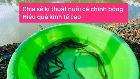 Cá chình sống giá bao nhiêu 1kg năm 2024