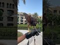 An amazing sight for this hawk