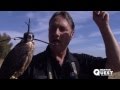 Peregrine Falcon Training Session with California Hawking Club Board of Director