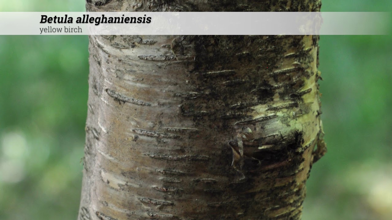 Betula alleghaniensis (Golden Birch, Swamp Birch, Yellow Birch)