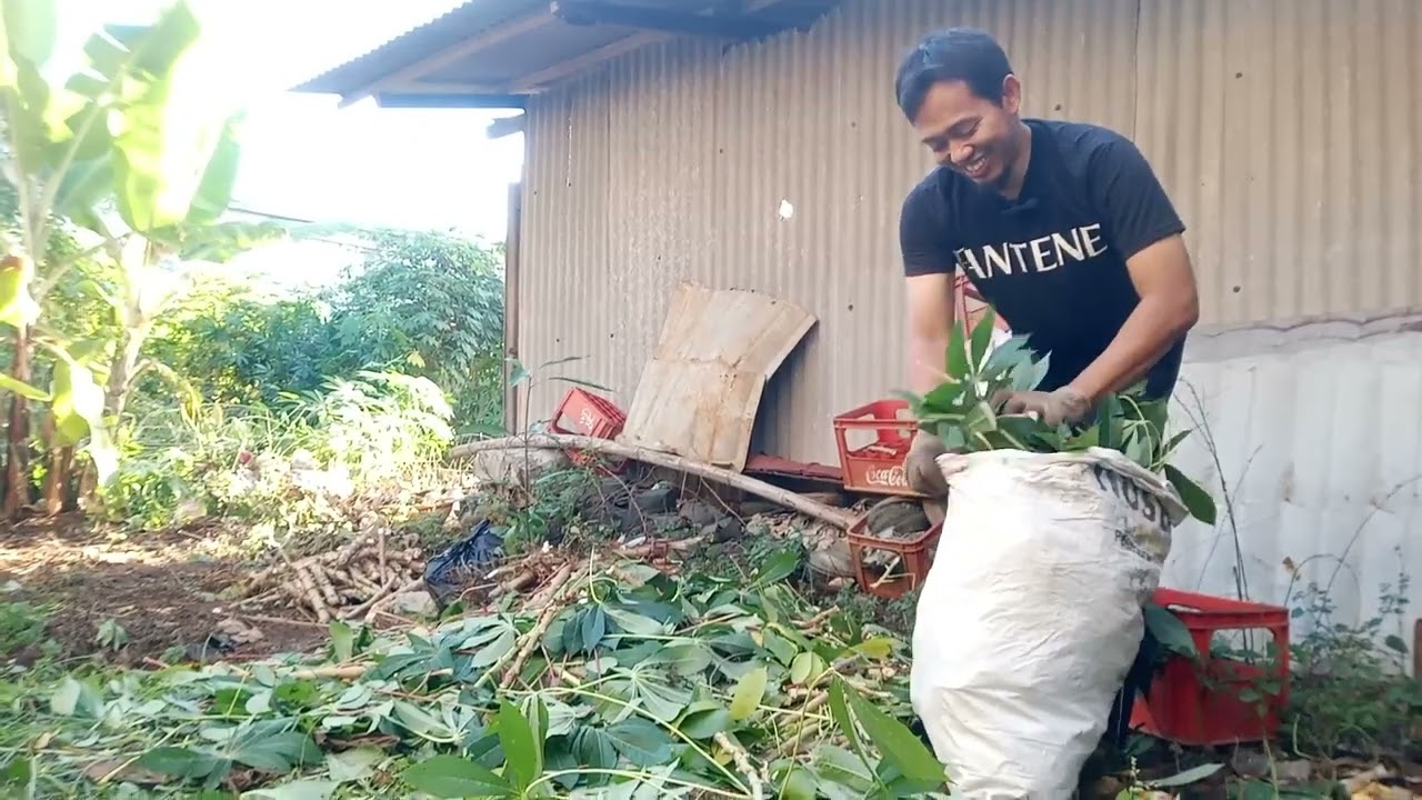 Cara Membuat Kompos Dari Daun Basah Sisa #panensingkong