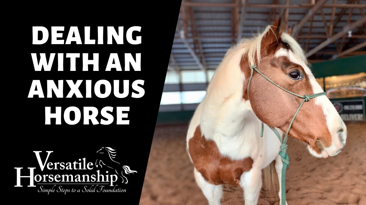 🔴 DEALING WITH AN ANXIOUS HORSE (livestream) // Versatile Horsemanship