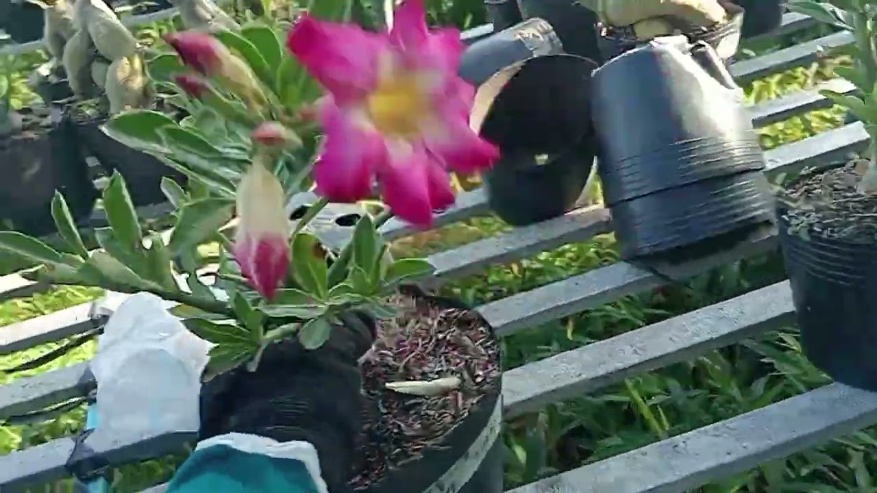 20/12 combo 11 cây 200k bao ship nhổ cây ac mua ib em Zalo 039 555 4651 