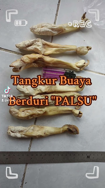Tangkur Buaya Asli