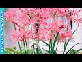 5 Hermosas Variedades de Nerine