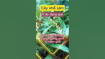 Cây khổ sâm 5 tác dụng quý #caythuocnamquy #caythuocnam #thaoduoc #caythuocvuonnha
