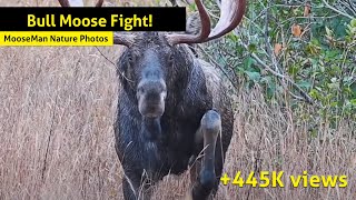 Bull Moose Fight ! A bull gets squirrelly and chases off a cow