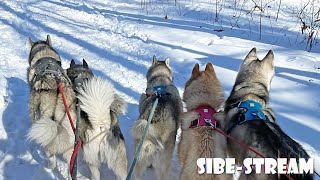 We're Back and Dog Sledding in CANADA! | Sibe-Stream Podcast by Meeler Husky 775 views 2 years ago 37 minutes