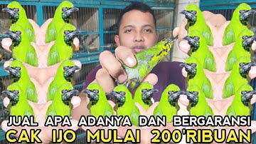 KOK  BISA ? SEMURAH INI KAH HARGA BURUNG CUCAK IJO DI PASAR BURUNG PRAMUKA