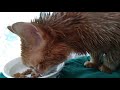 Coconut oil kills fleas Coconut oil kills fleas