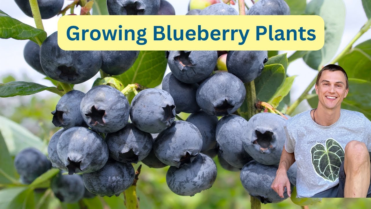 Growing BLUEBERRY Plants Tips for Max Yield How to Acidify Soil