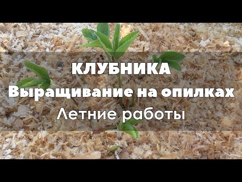 🍓🌱 Мульчирование клубники опилками. Летние работы.