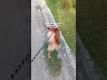 #pets #dog #cutedog #cuteanimals #fyp #viral #viralshorts