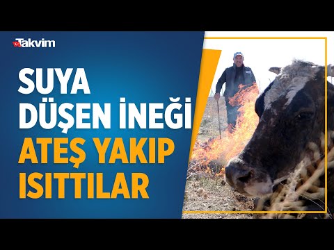 Erzurum'da buz gibi suya düşen ineği kurtarıp ateş yakarak böyle ısıttılar