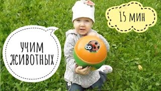 Учим ЖИВОТНЫХ. НАСЕКОМЫЕ и ДИКИЕ ЖИВОТНЫЕ АФРИКИ. Сборник для детей и малышей. Обучающее видео. Учим ЖИВОТНЫХ. НАСЕКОМЫЕ и ДИКИЕ ЖИВОТНЫЕ АФРИКИ. Сборник для детей и малышей. Обучающее видео.