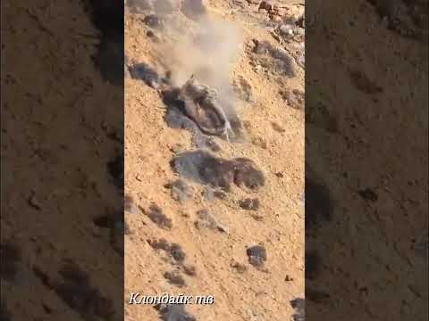 Снежный барс в погоне за козлом.