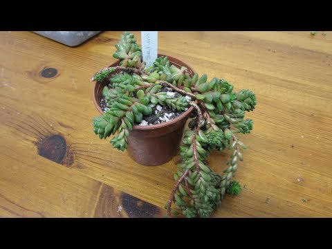 Vidéo: Little Gem Cremnosedum : informations sur l'entretien des petites plantes précieuses
