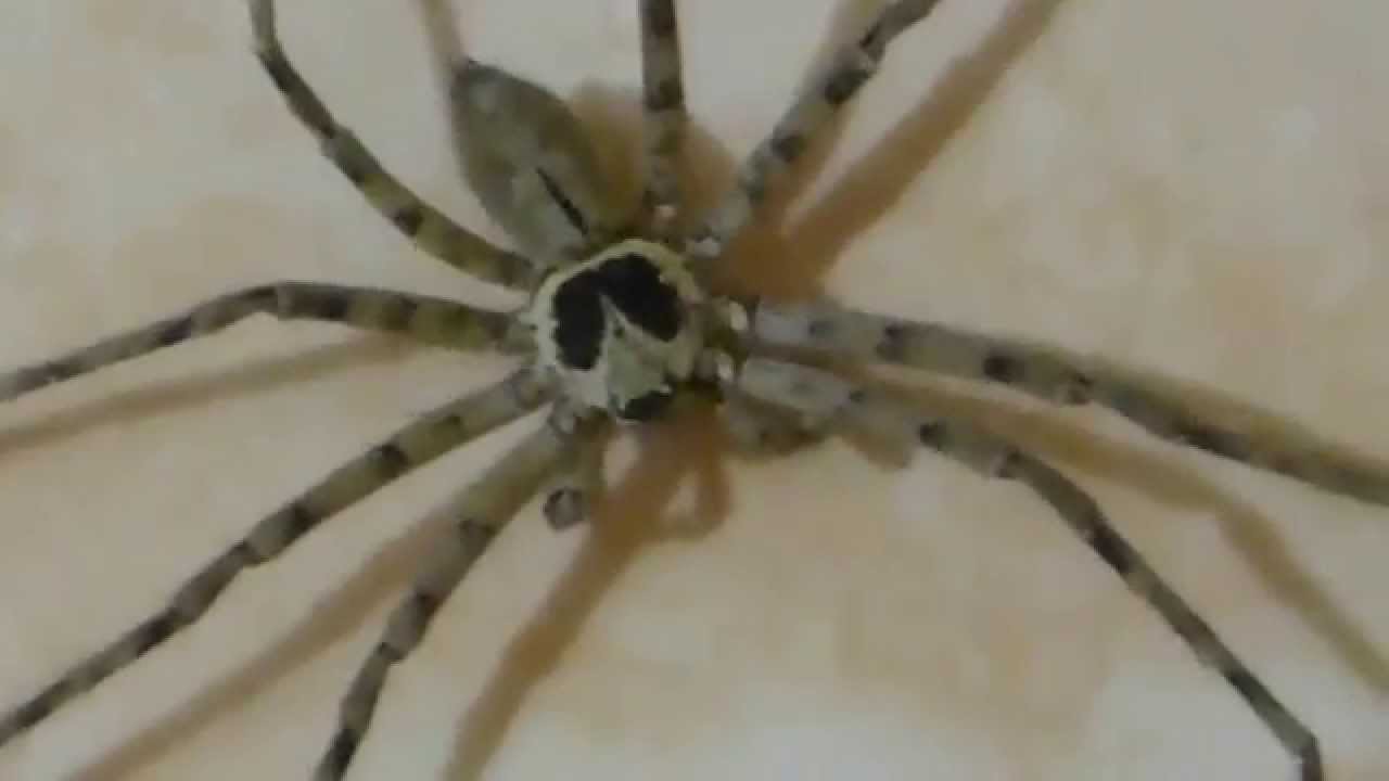 Wild Spider Wild Spider