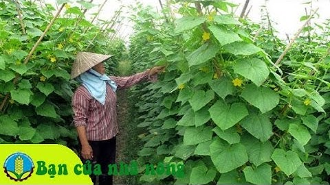 Kinh nghiệm, kỹ thuật trồng và chăm sóc dưa leo (dưa chuột) vào mùa mưa