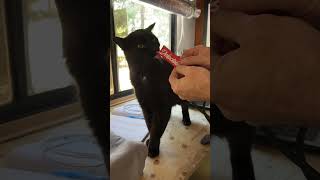 This broke my cat's brain! 🚨