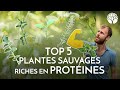 Top 5 des plantes sauvages riches en protines