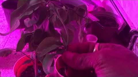 Ruby red grapefruit tree