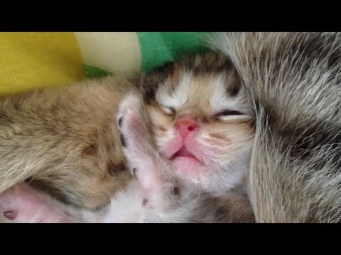 猫 かわいい イラスト 幸せそうな顔でねんねする赤ちゃん猫 sleeping kitten