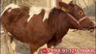 Aksiya puli arzon sut emdini pulida qochma hunajin keldi bunaqa narx yoq javob @Oltiariqchorva 