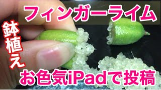 フィンガーライム鉢植え栽培　2020/8/12 グリーンクリスタル