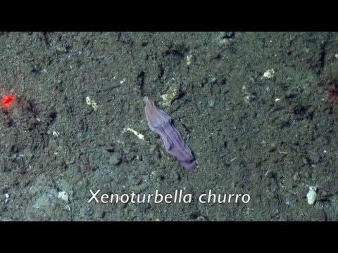 Video Extraordinary Deep-Sea Worm Species Discovered