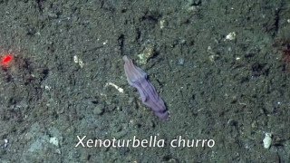 Extraordinary Deep-Sea Worm Species Discovered