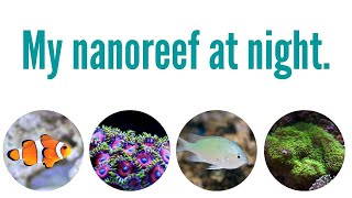 My Nanoreef At Night - Marine Life Mess
