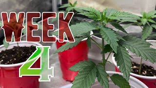 Let’s grow cannabis in a closet! Week 4!