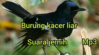 Kicau burung kacer liar gacor abis,vidio akan di pindah ke channel baru nama (vlog dan kicau burung