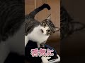 君は猫で💦　　　　　　　　　　　　　(2歳の修行編) 保護猫シンとテンの物語