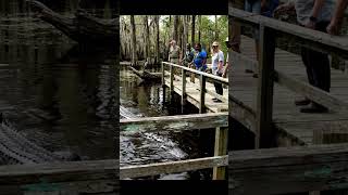 Gator Shows Up for His Daily Dock Visit Like Clockwork!