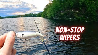 Casting into Hundreds of Schooling Fish (Wiper/Hybrid Bonanza)