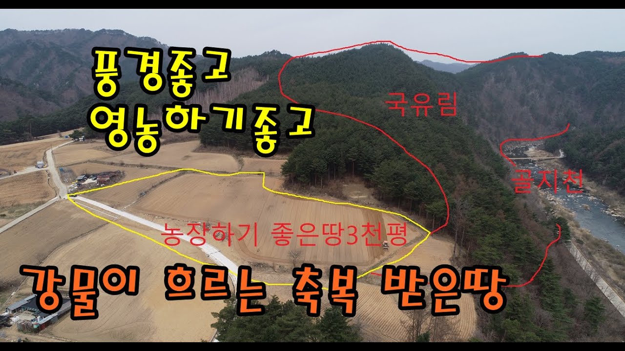 울창한 소나무 숲 굽이굽이 흘러가는 강물 탁 트인 시야 그림같은 집짓고 농장하기 좋은땅/영농하는밭(임야)3천평(정선임계부동산)