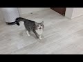お出かけしたくて「ドアを開けろ!」とデカい声で鳴いてくる猫に困ってます…