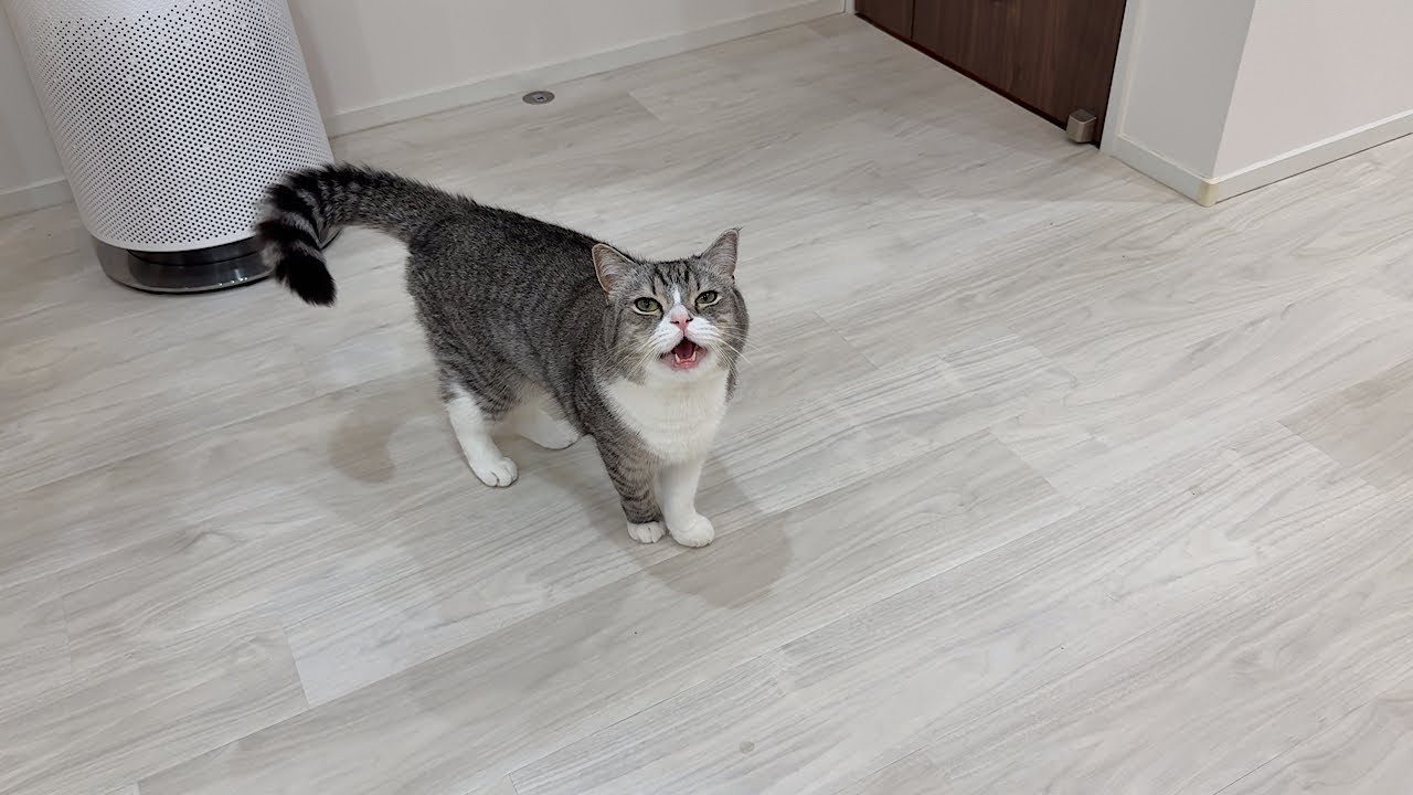 お出かけしたくて「ドアを開けろ!」とデカい声で鳴いてくる猫に困ってます…