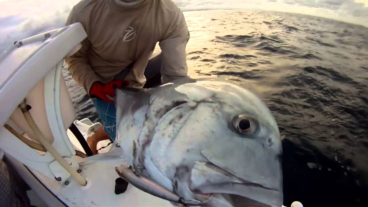 GT Fishing with Reef Master Lures YouTube