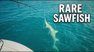 Protecting the Smalltooth Sawfish | Rare Islamorada Encounter